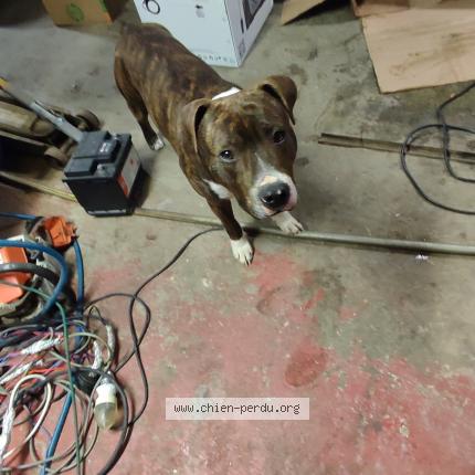 Photo 1/1 Chien retrouvé Perdu à Coulounieix chamiers