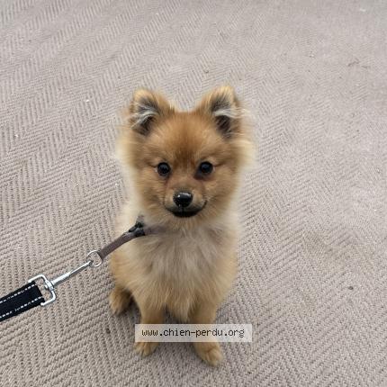 Photo 1/1 Chien retrouvé Perdu à Cannes