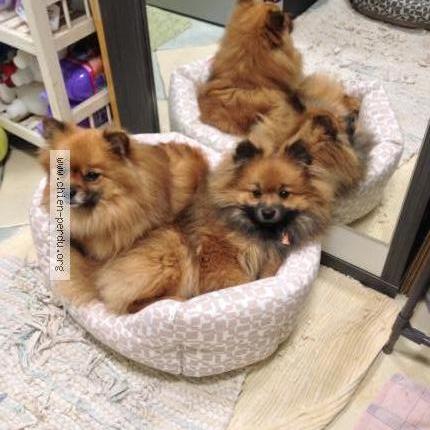 Photo 1/1 Chien retrouvé Perdu à Lourenties