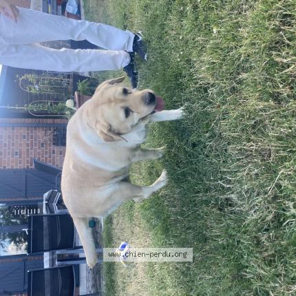 Photo de chien trouvé à Harnes