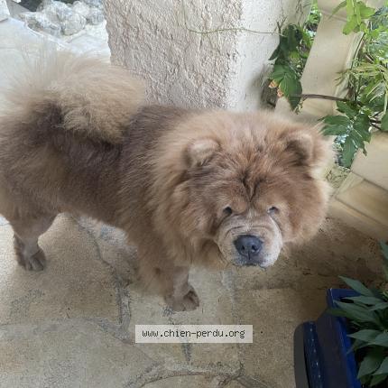 Photo 1/1 Chien retrouvé Perdu à Frejus