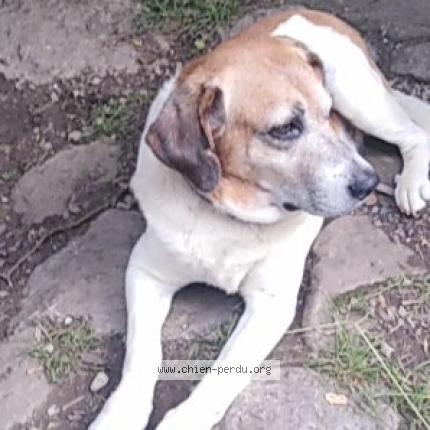 Photo 1/1 Chien retrouvé Perdu à Foix