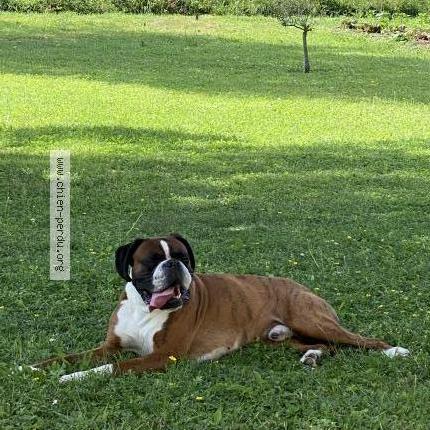 Photo 1/1 Chien retrouvé Perdu à Chasteaux