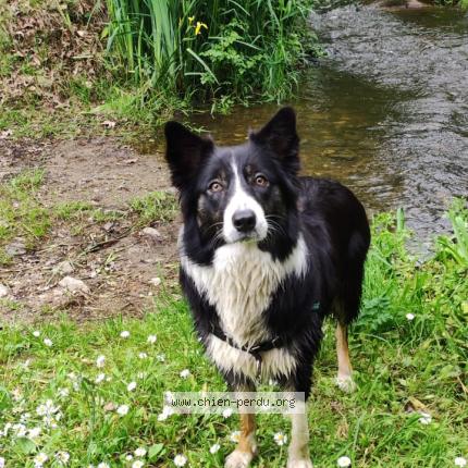Photo 1/1 Chien retrouvé Perdu à Listrac medoc