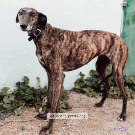 Photo 1/1 Chien retrouvé Perdu à Cherbourg En Cotentin