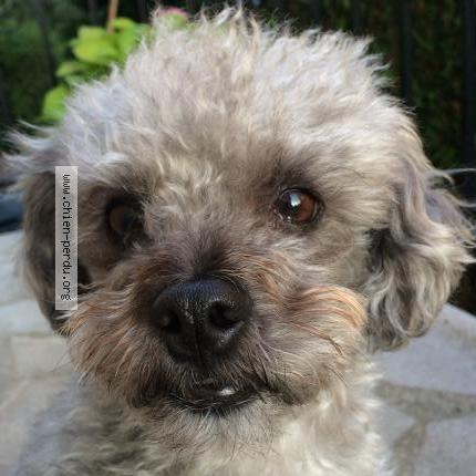 Photo 1/1 Chien retrouvé Perdu à Neuilly plaisance