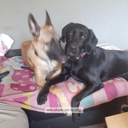 Photo 1/1 Chien retrouvé Perdu à Mondeville