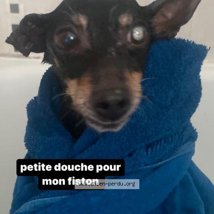 Photo 1/1 Chien retrouvé Perdu à Paris