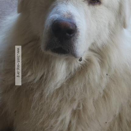 Photo de chien perdu à San Antonio