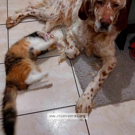 Photo 1/1 Chien retrouvé Perdu à Tonnay charente