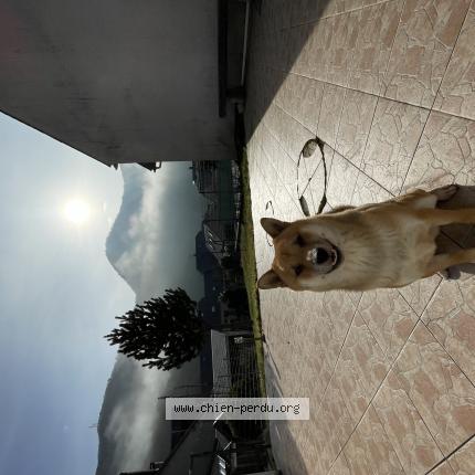 Photo 1/1 Chien retrouvé Perdu à Seilh