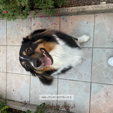 Photo 1/1 Chien retrouvé Perdu à Pujols