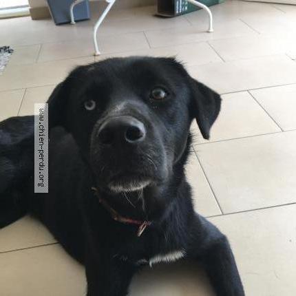 Photo 1/1 Chien retrouvé Perdu à Argeles sur mer