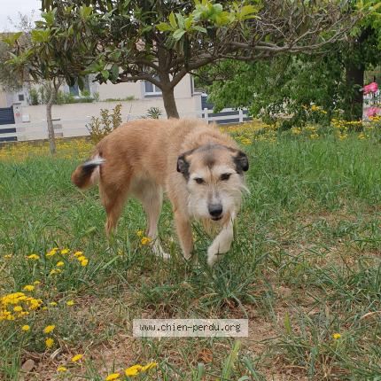 Photo 1/1 Chien retrouvé Perdu à Pepieux
