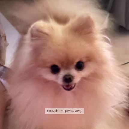 Photo 1/1 Chien retrouvé Perdu à Plogastel saint germain