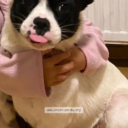 Photo 1/1 Chien retrouvé Perdu à Chelles