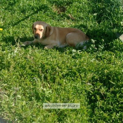 Photo de chien perdu à Monein