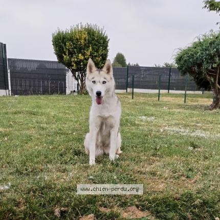 Photo de chien perdu à Domloup