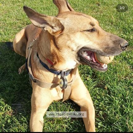 Photo 1/1 Chien retrouvé Perdu à Ouarville