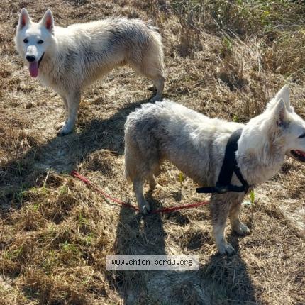 Photo de chien trouvé à Saint Clair