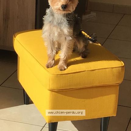 Photo 1/1 Chien retrouvé Perdu à Mesnard la barotiere