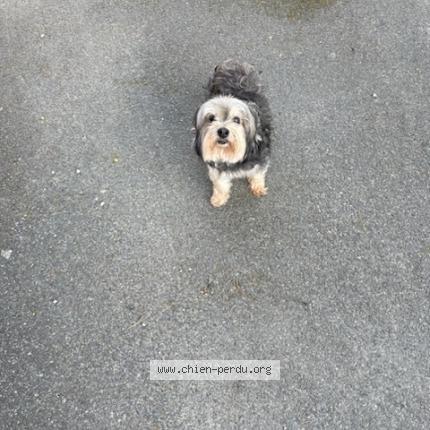 Photo 1/1 Chien retrouvé Trouvé à Yvias