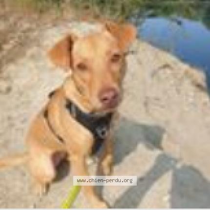 Photo 1/1 Chien retrouvé Perdu à Oullins