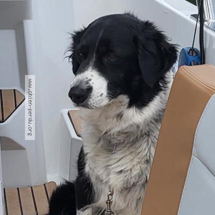 Photo 1/1 Chien retrouvé Perdu à Pyla Sur Mer