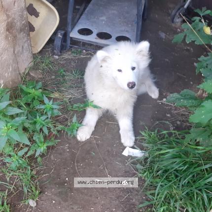 Photo 1/1 Chien retrouvé Perdu à Le pouzin