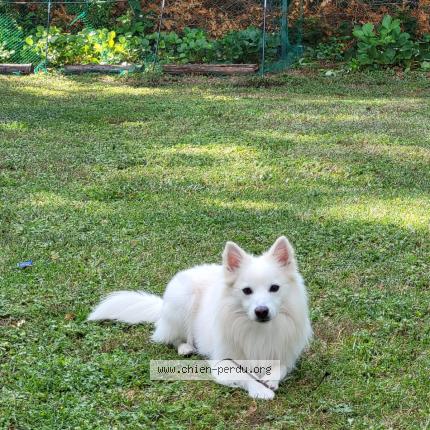 Photo 1/1 Chien retrouvé Perdu à Souppes sur loing