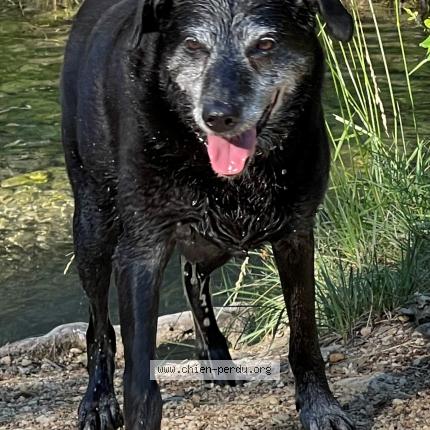 Photo de chien perdu à Roquevaire
