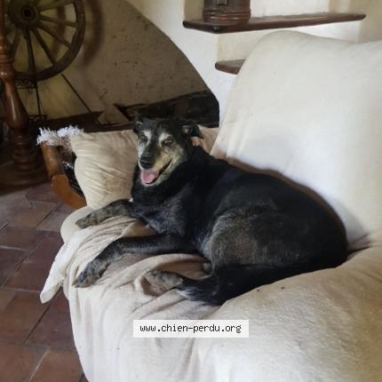 Photo 2/2 Chien retrouvé Perdu à Roquevaire