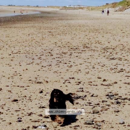 Photo de chien perdu à Vern Sur Seiche