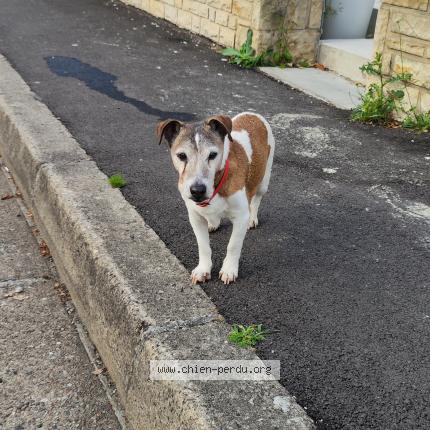 Photo 1/1 Chien retrouvé Perdu à Brive la gaillarde