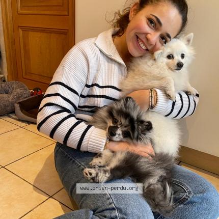 Photo 1/1 Chien retrouvé Perdu à Antony