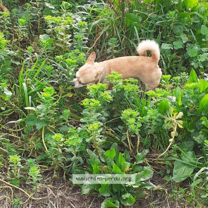Photo 1/1 Chien retrouvé Perdu à Six fours les plages