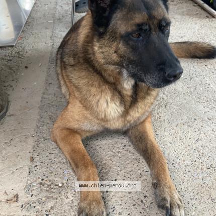 Photo 1/1 Chien retrouvé Perdu à Nans les pins