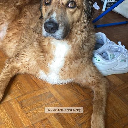 Photo de chien perdu à Gaillard