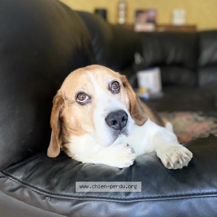 Photo 1/1 Chien retrouvé Perdu à Grenay
