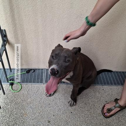 Photo de chien trouvé à Villeurbanne