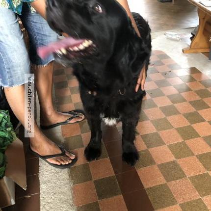 Photo 1/1 Chien retrouvé Trouvé à La chapelle du genet beaupreau