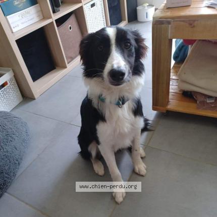 Photo 1/1 Chien retrouvé Perdu à St priest en jarez