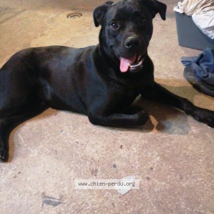 Photo de chien trouvé à Plougonven