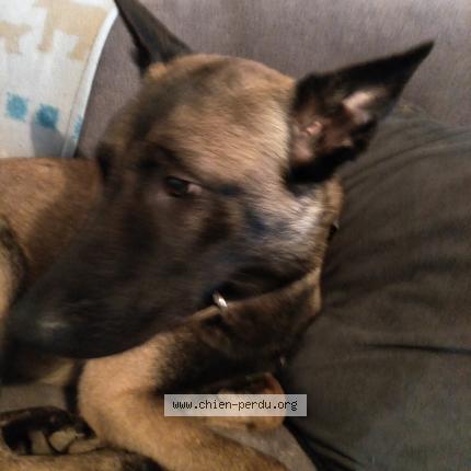 Photo de chien perdu à Saligny Sur Roudon