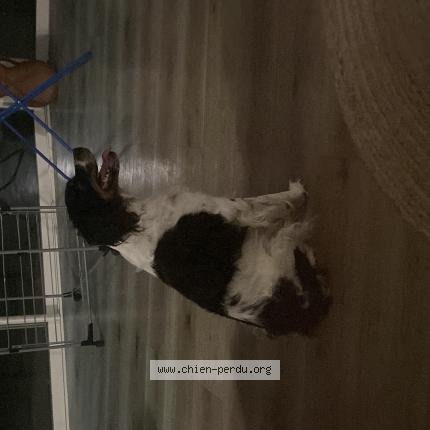 Photo de chien trouvé à Montauban