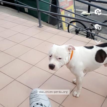 Photo de chien perdu à Cabrieres