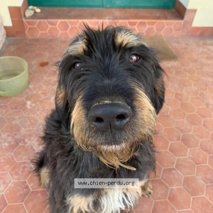 Photo 1/2 Chien retrouvé Perdu à Vic en bigorre