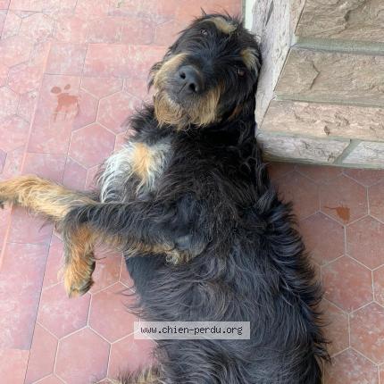 Photo 2/2 Chien retrouvé Perdu à Vic en bigorre