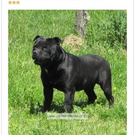 Photo 1/1 Chien retrouvé Perdu à Autun