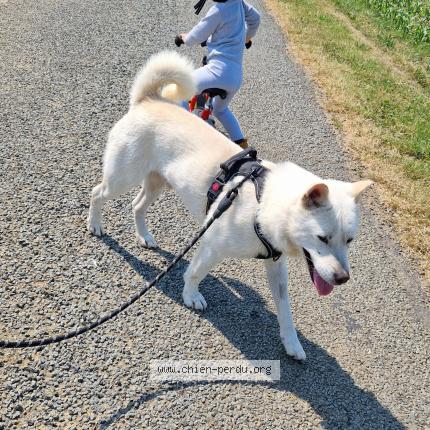 Photo 1/2 Chien retrouvé Perdu à Giraumont